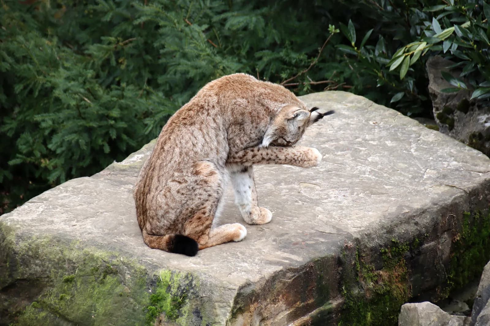 Heimat-Tierpark Olderdissen 3