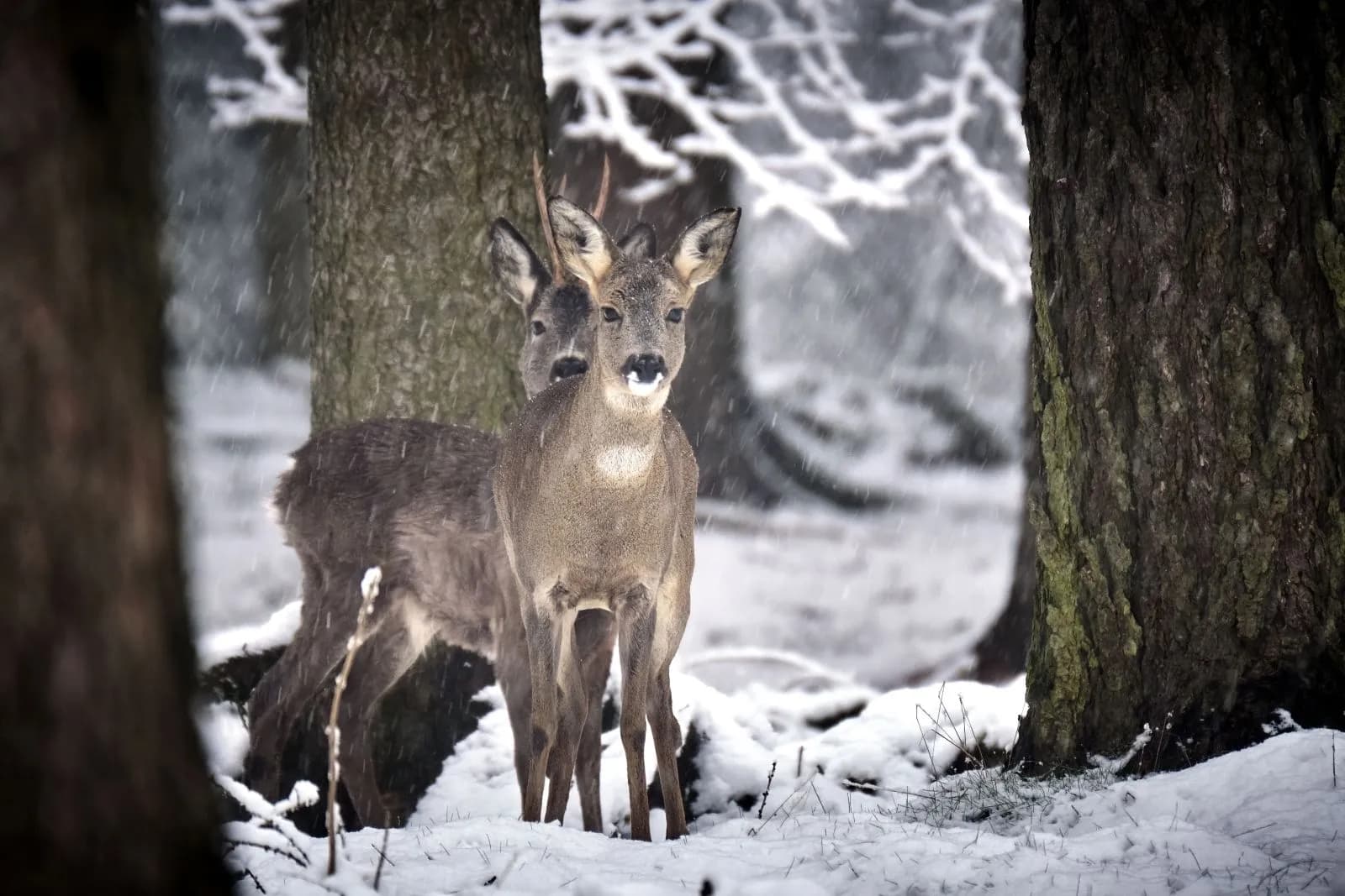 Tierpark Chemnitz 1