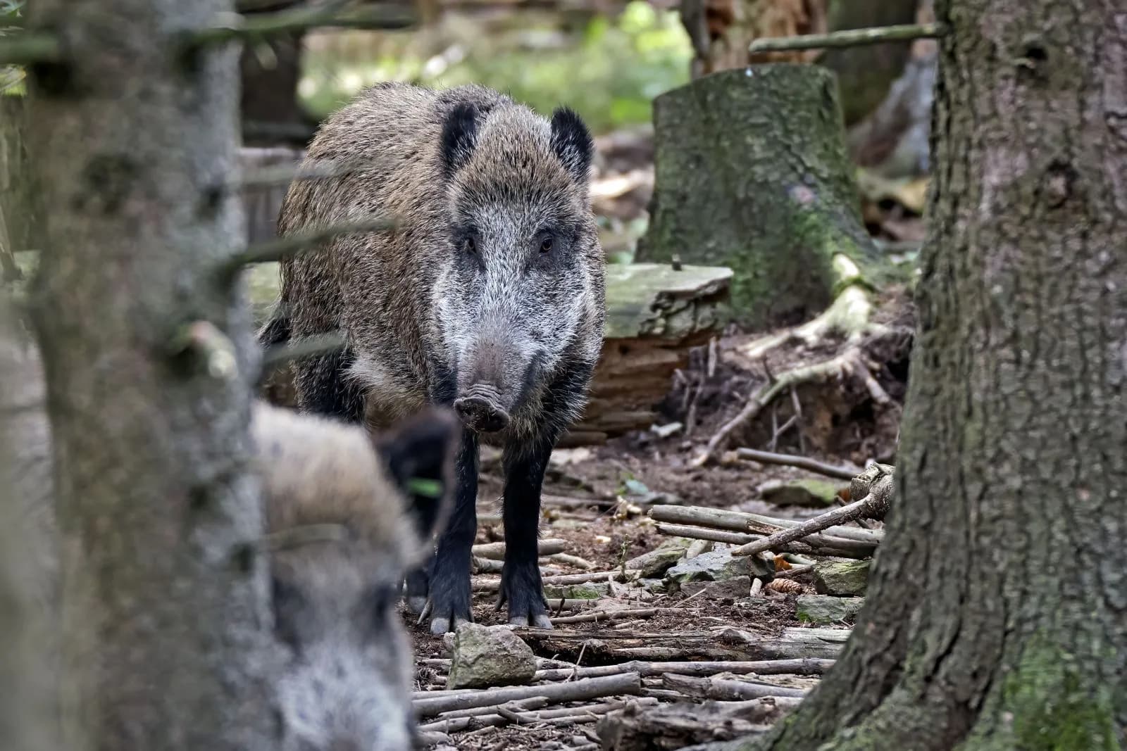 Tierpark Chemnitz 4
