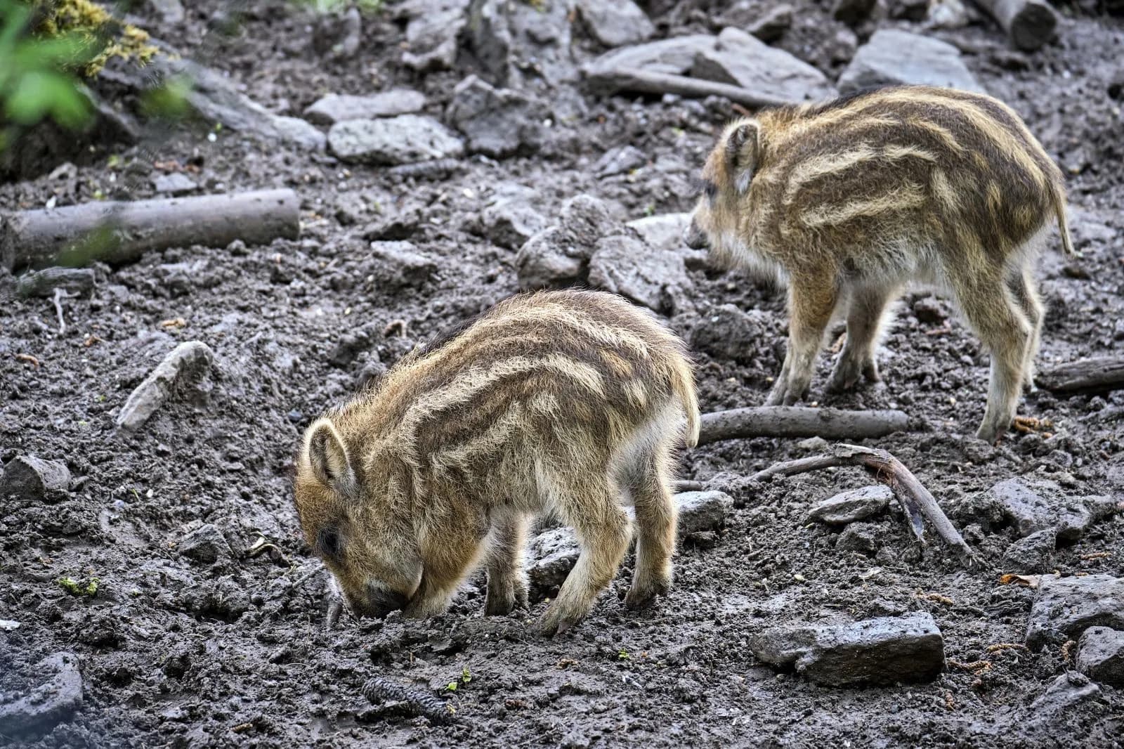 Tierpark Chemnitz 3