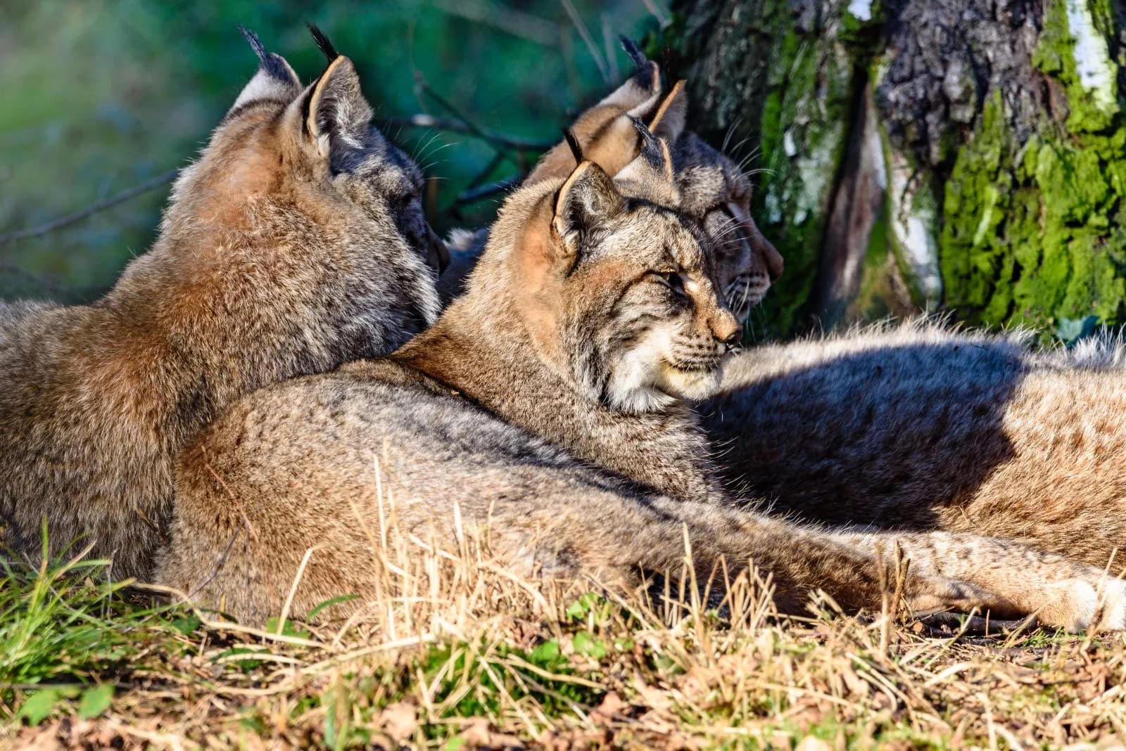 Wildpark Alte Fasanerie 1