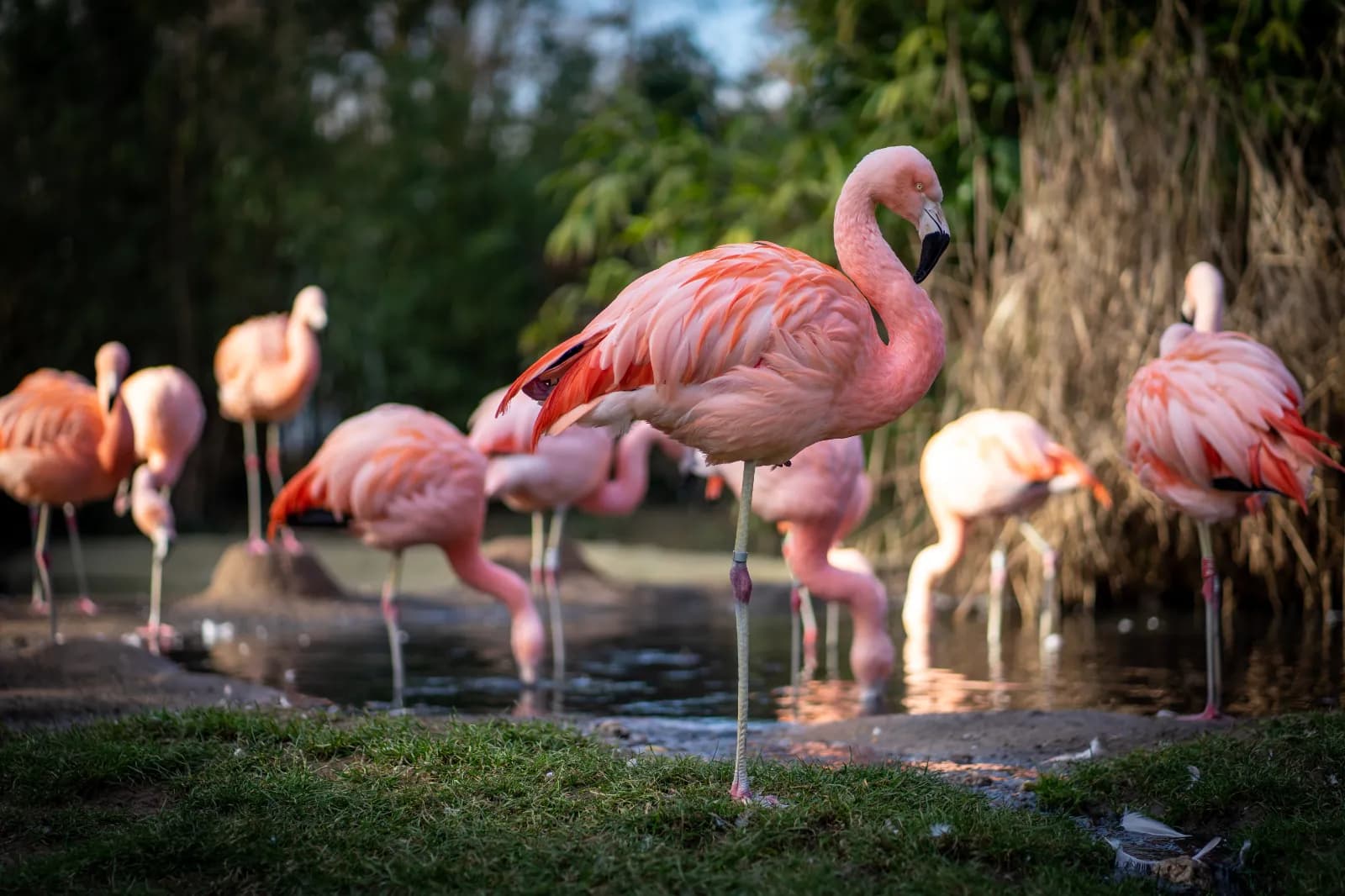 Zoo Frankfurt 2