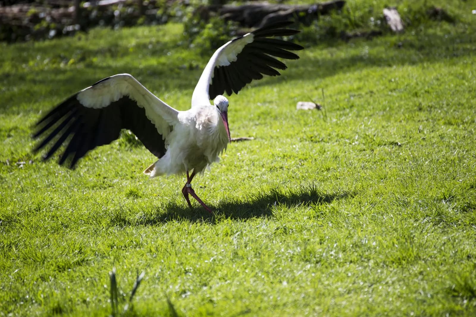 NaturZoo Rheine 2