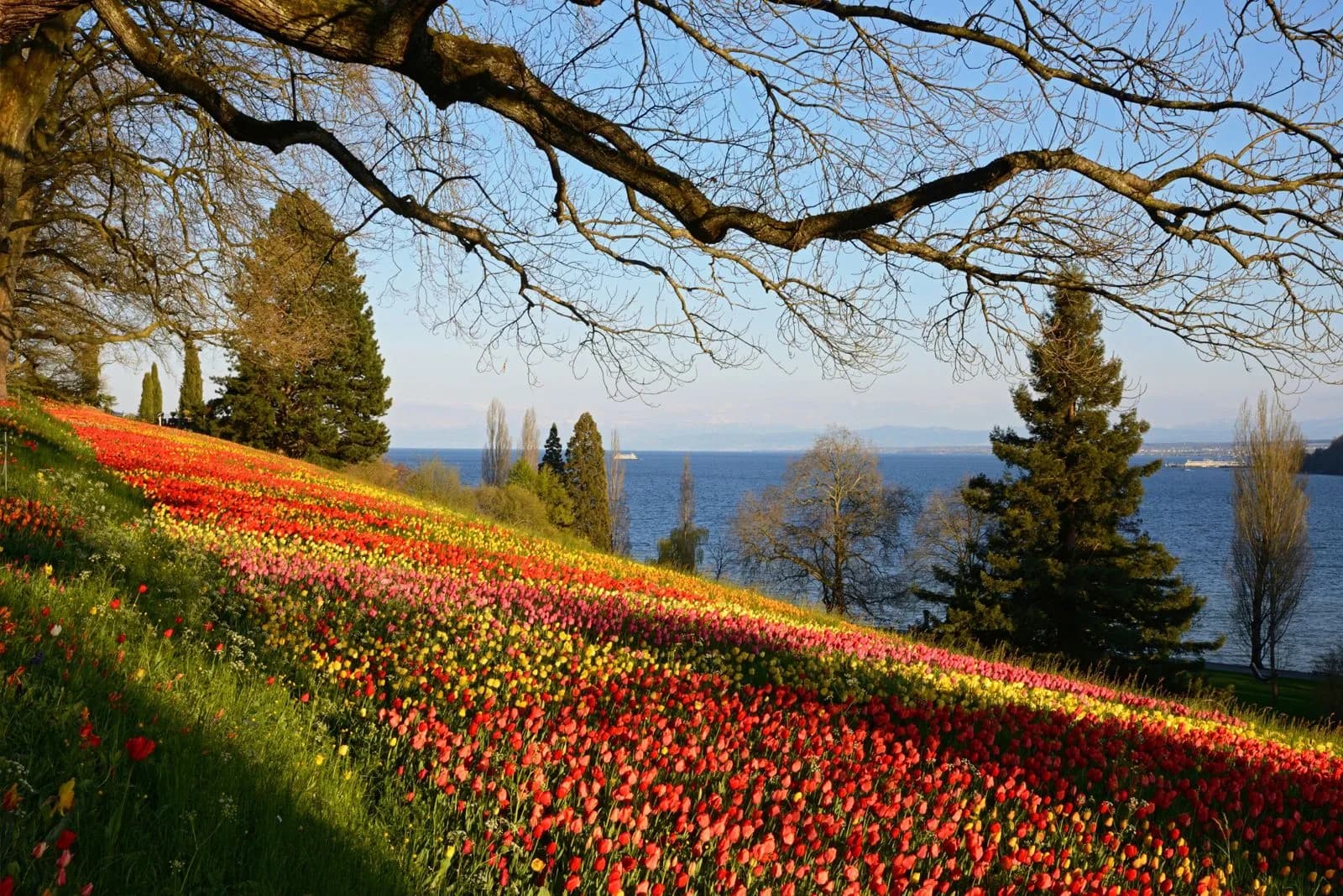 Insel Mainau 4