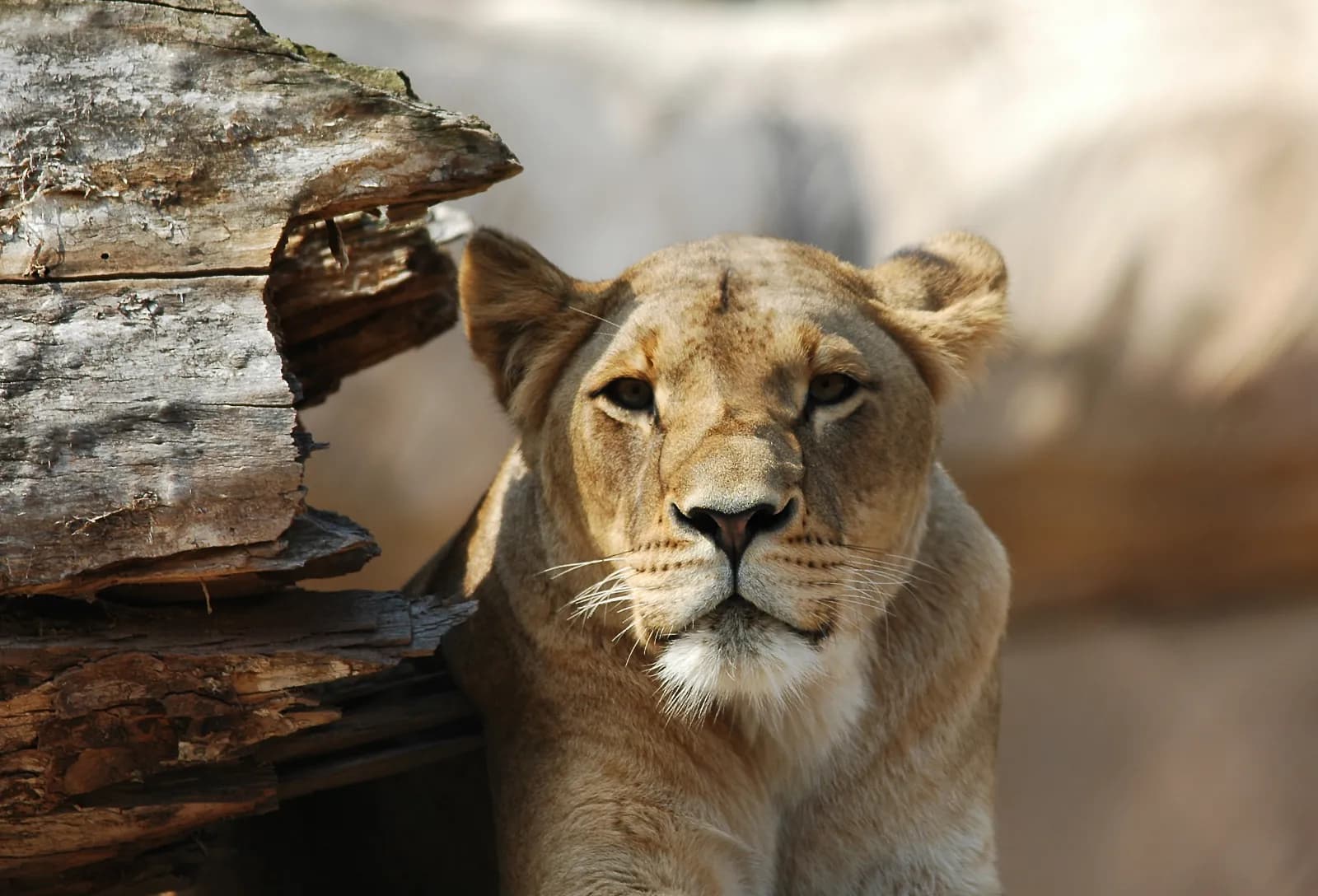 Zoo Dresden 1