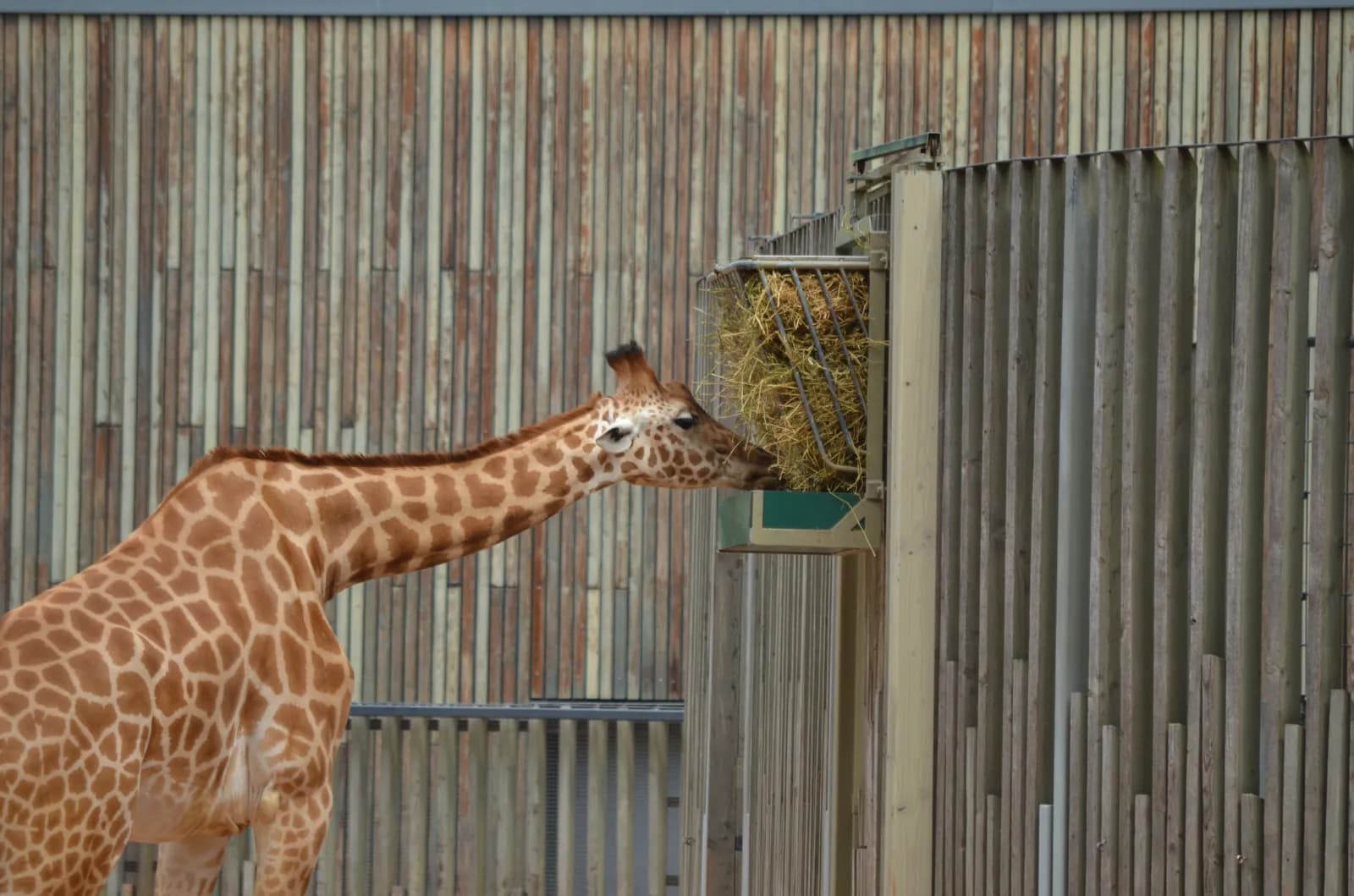 Zoo Dresden 3