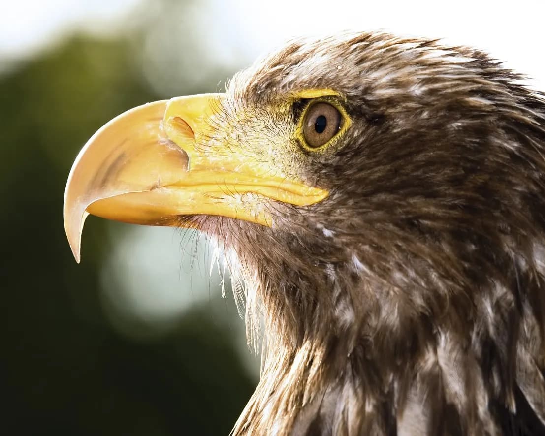 Greifvogelstation & Wildfreigehege Hellenthal