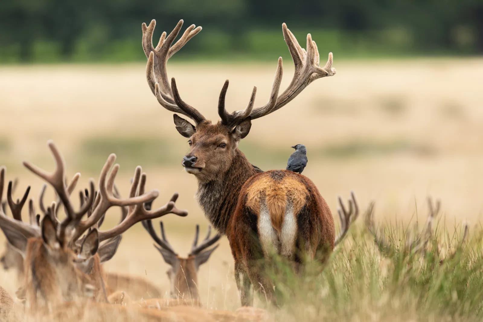 Alpenwildpark Pfänder 1