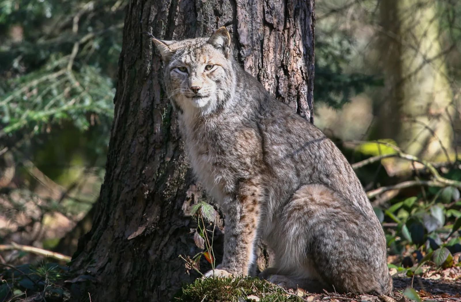 Wildpark Pforzheim 1
