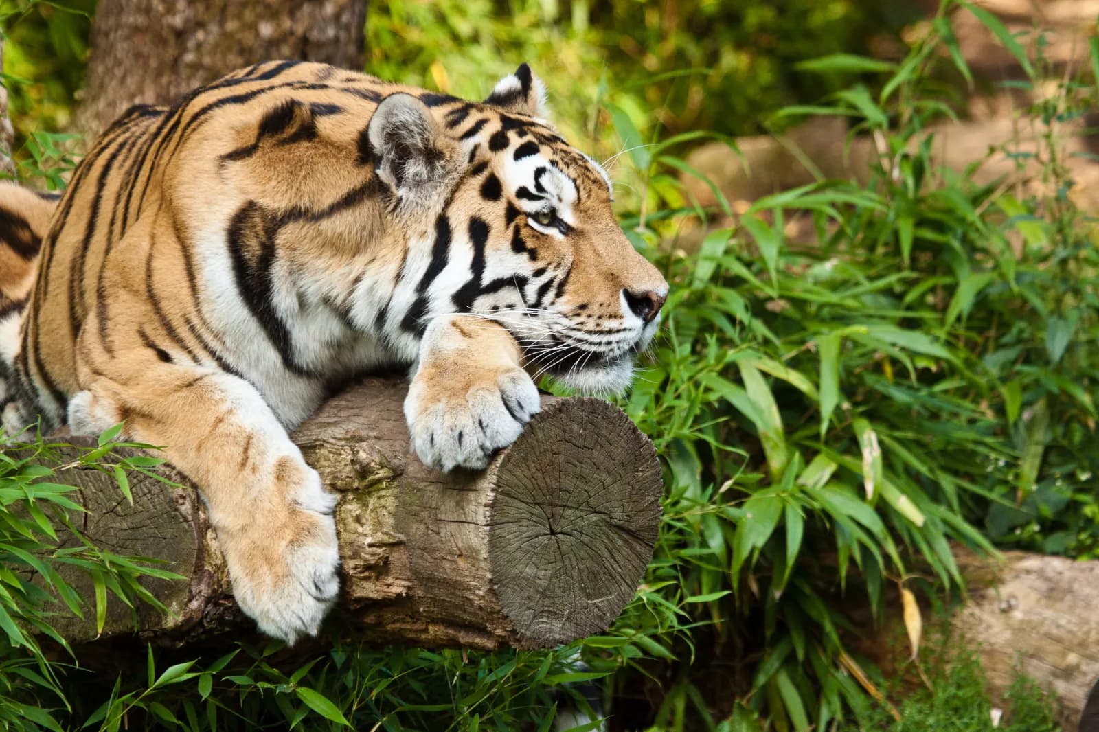 Zoo Osnabrück 1