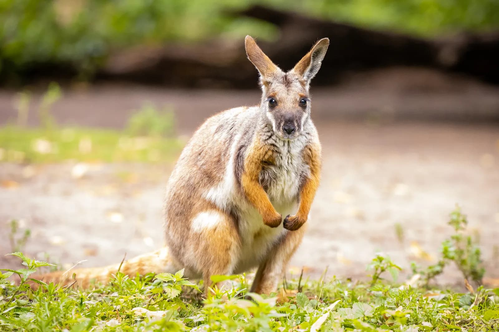 Tierpark Berlin 4