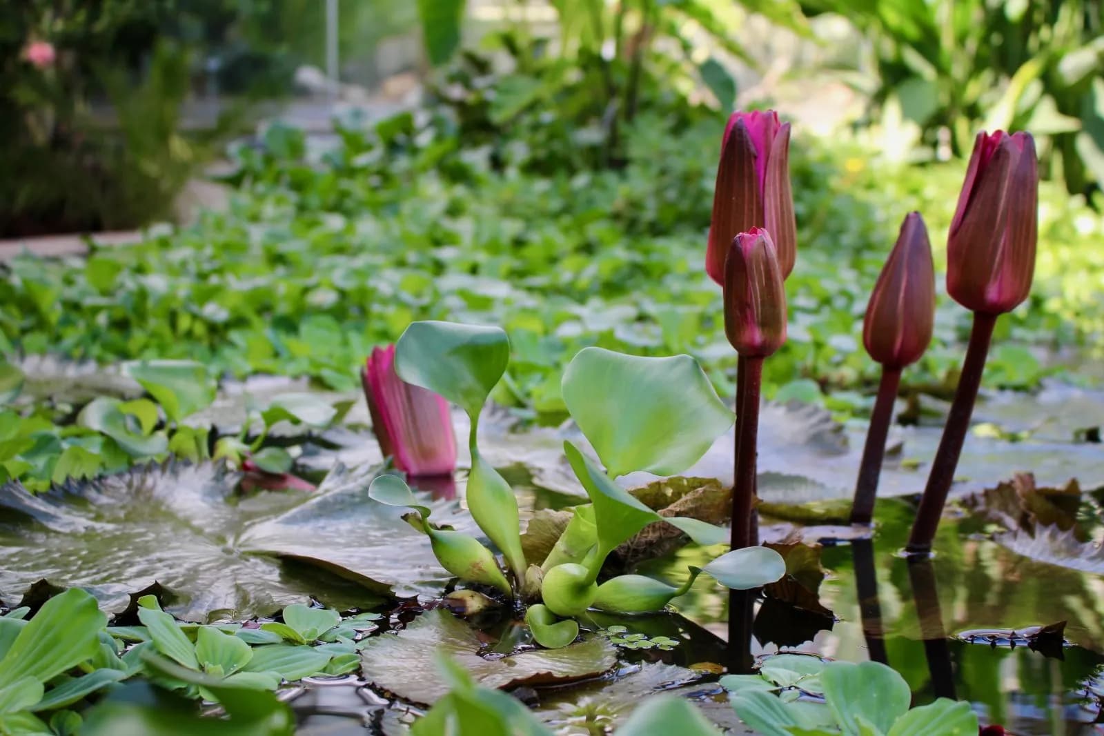 Botanischer Garten 3