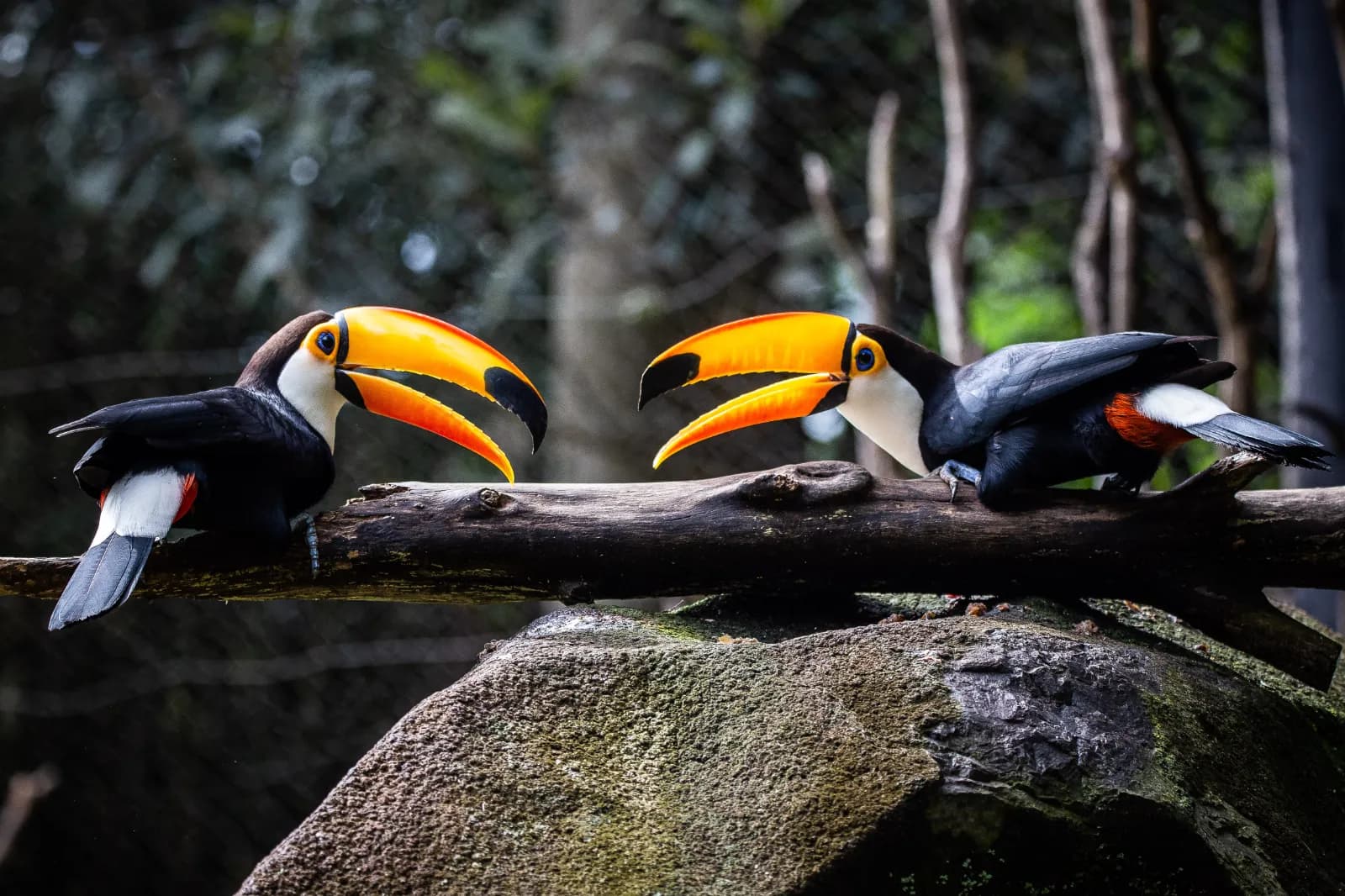 Weltvogelpark Walsrode 1