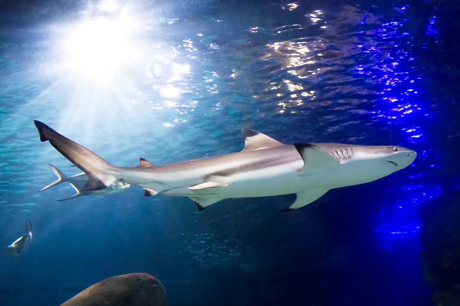 SEA LIFE Konstanz 1