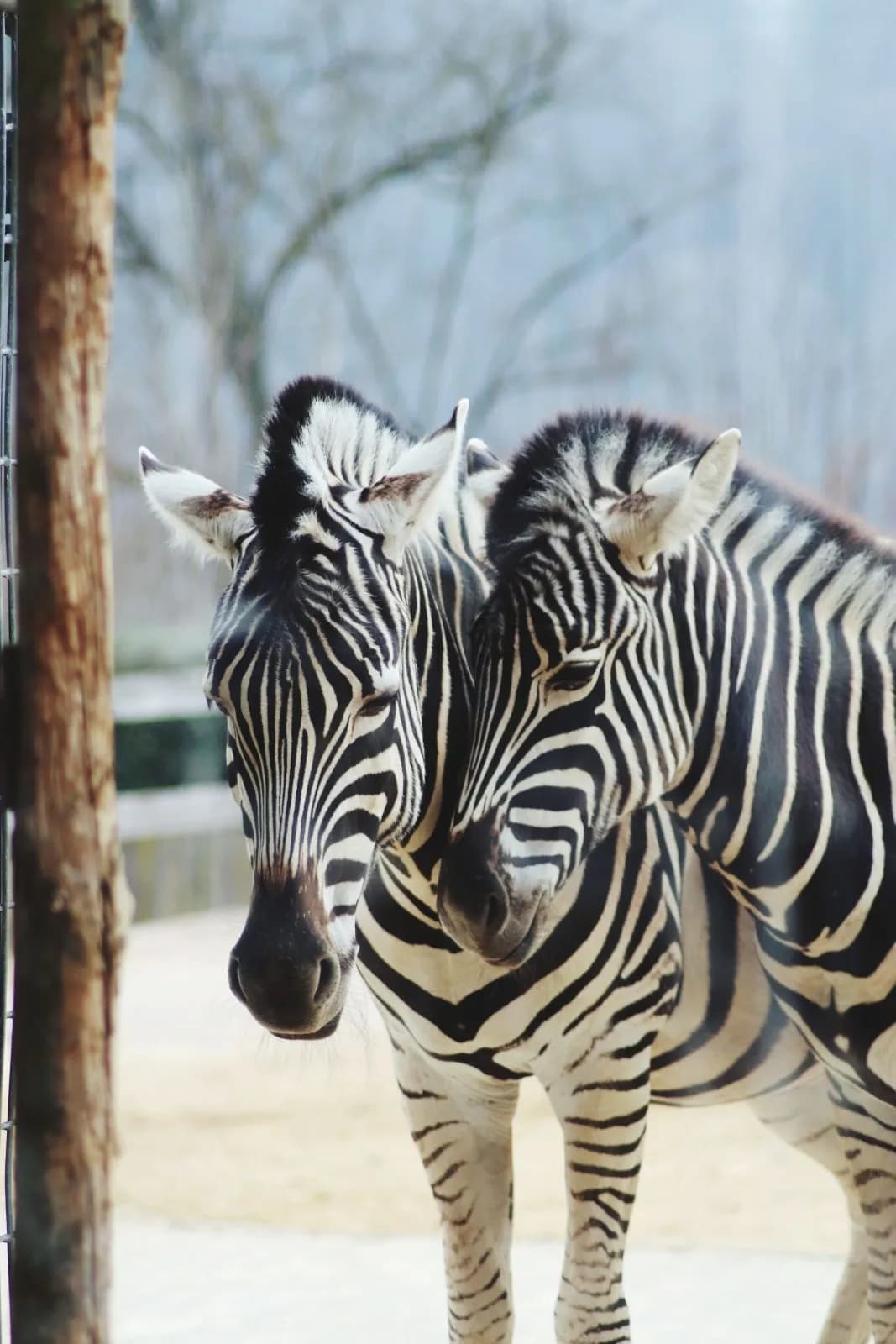 Zoo Saarbrücken 1