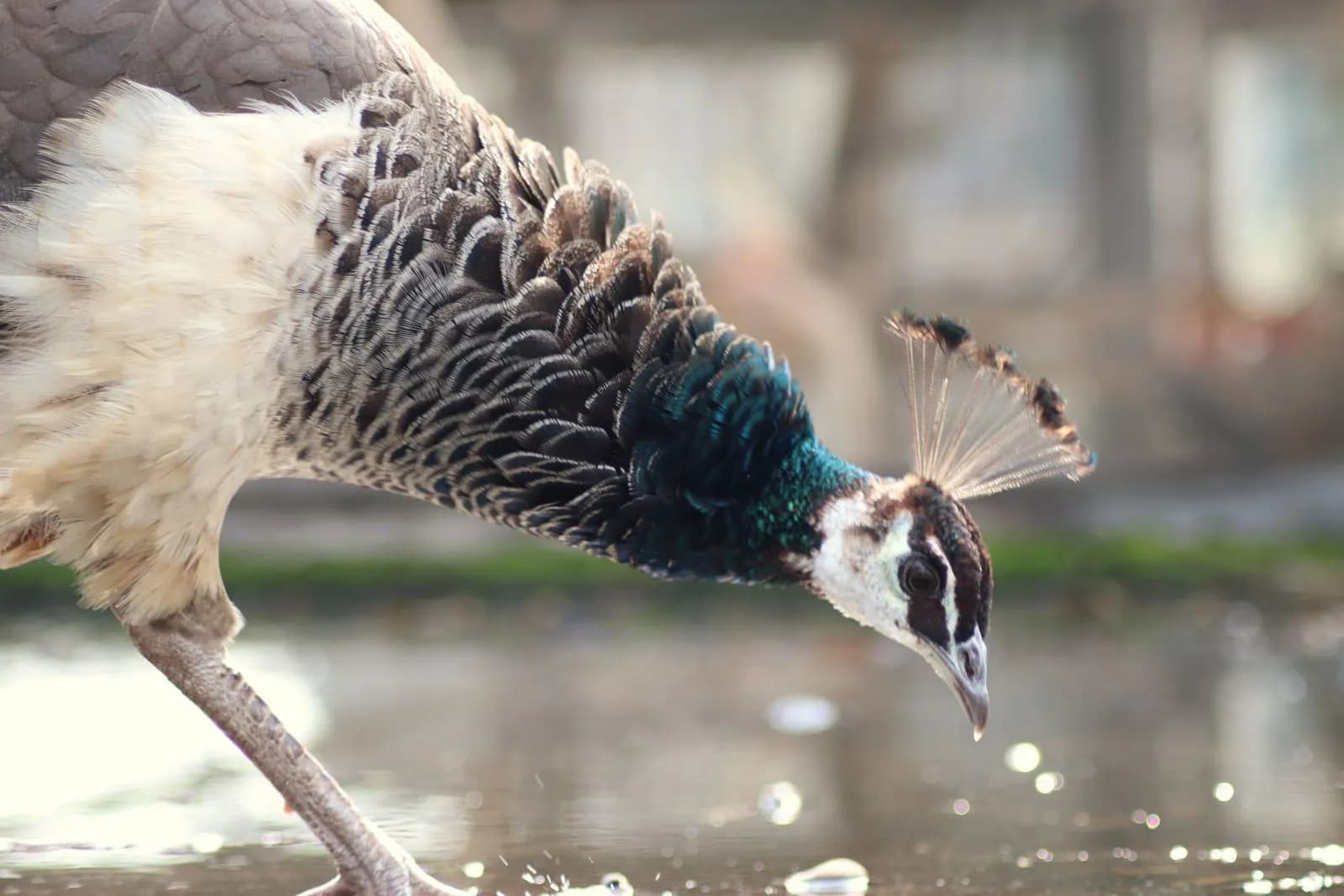 Zoo Saarbrücken 2