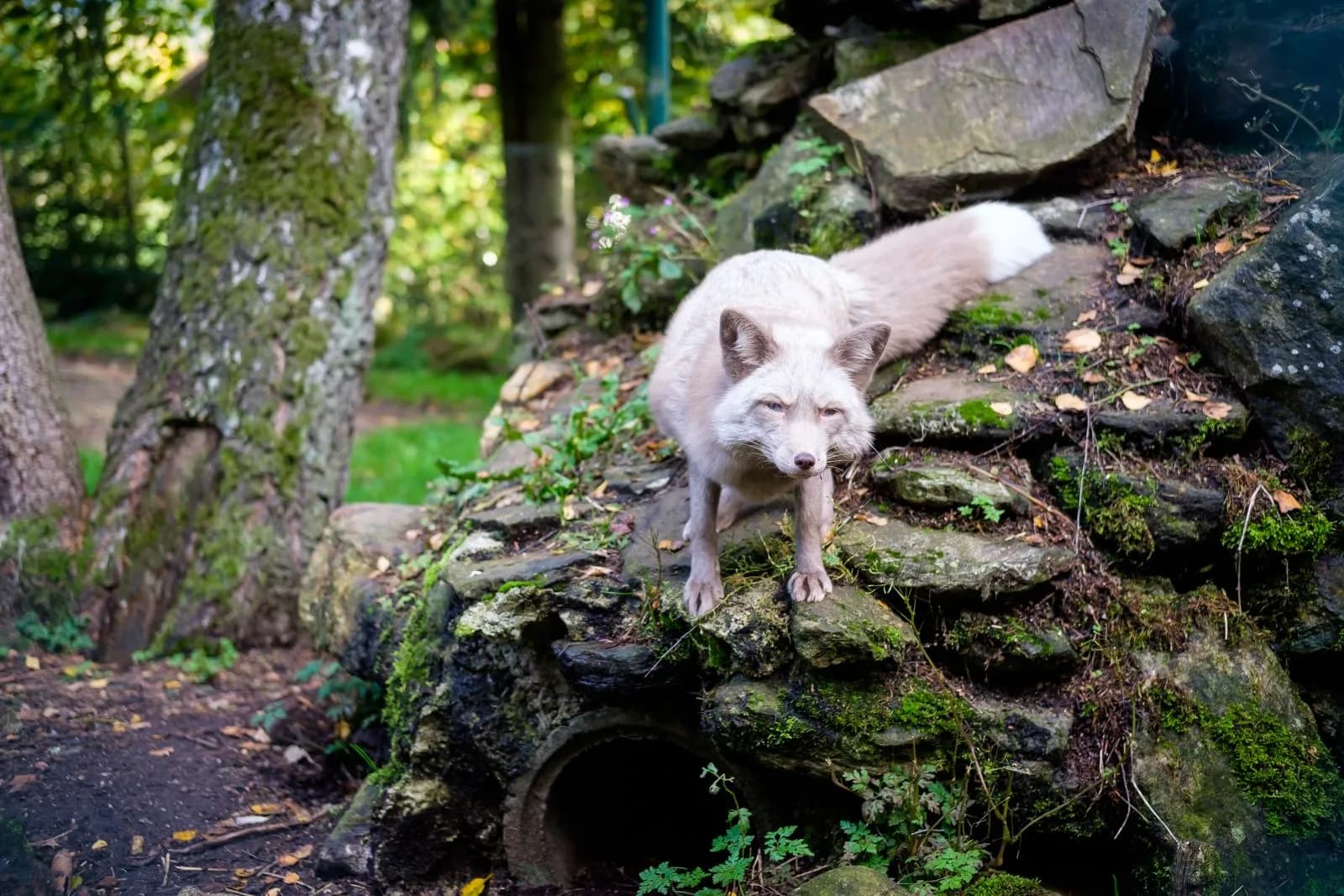 Bayerwald-Tierpark Lohberg 2