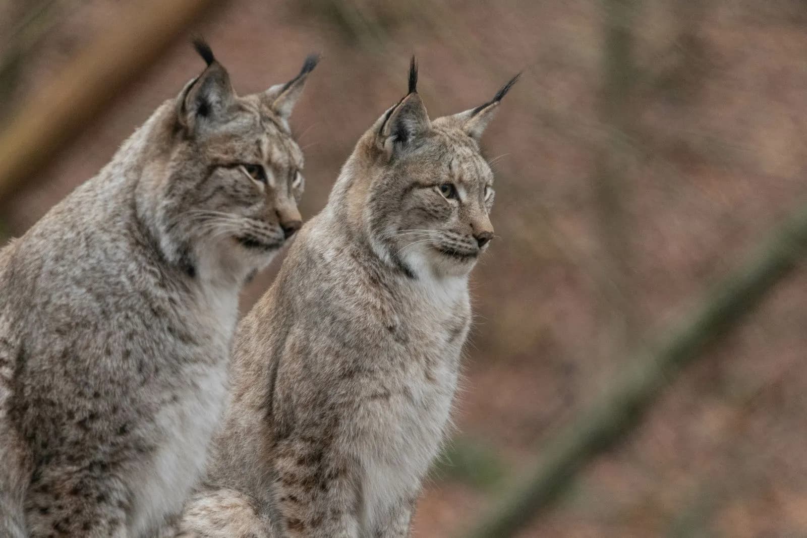 Tier- und Pflanzenpark Fasanerie Wiesbaden