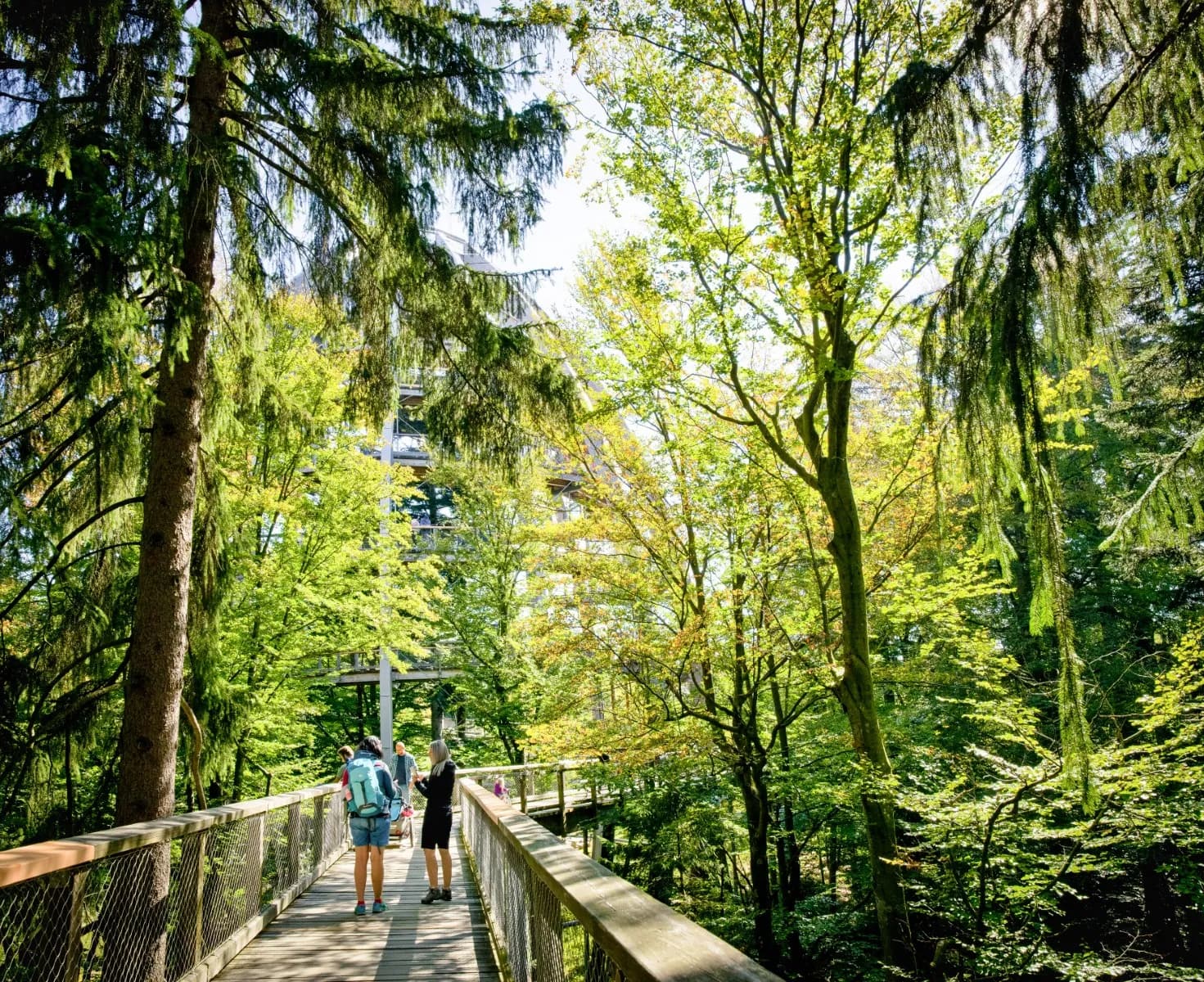 Baumwipfelpfad Bayerischer Wald 6