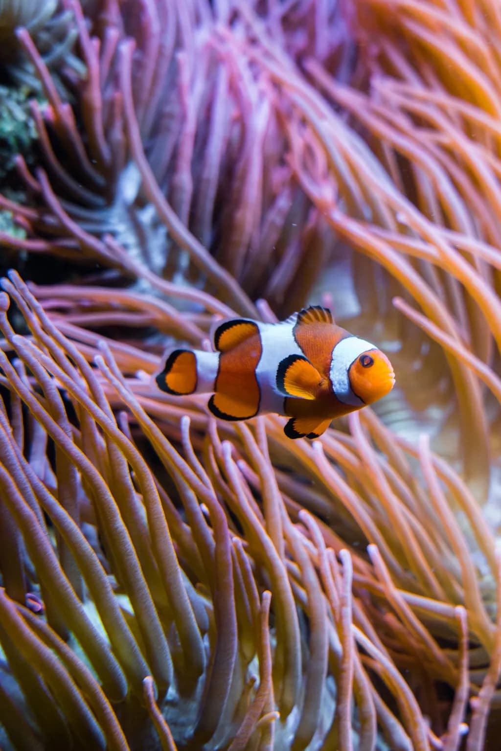 Aquarium Berlin 1
