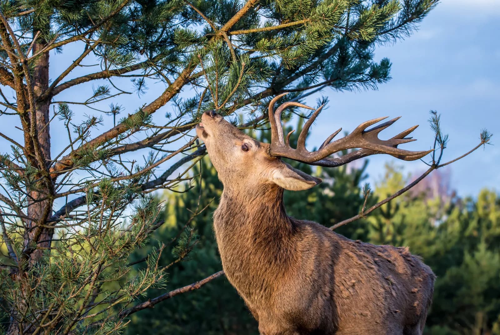 Wild- und Freizeitpark Allensbach 1