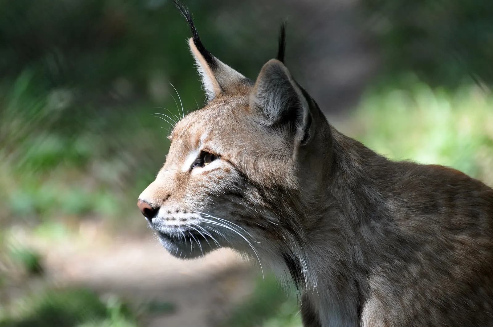 WildPark Schloss Tambach 1
