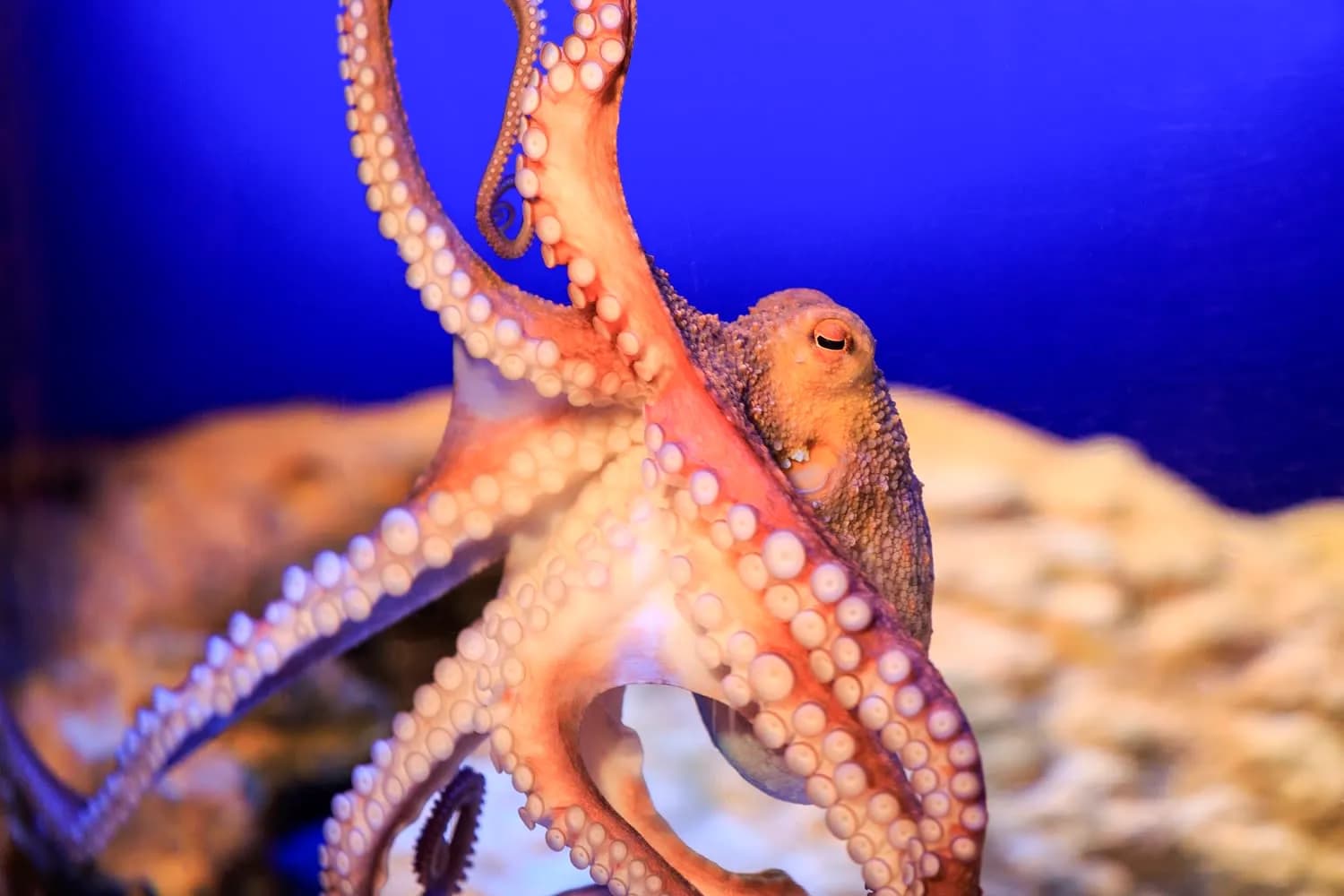 SEA LIFE München 3