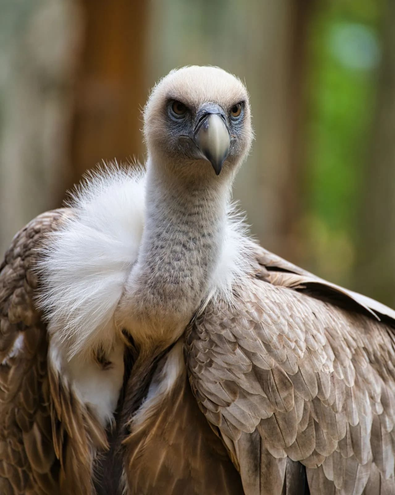 WildtierPark Edersee 3