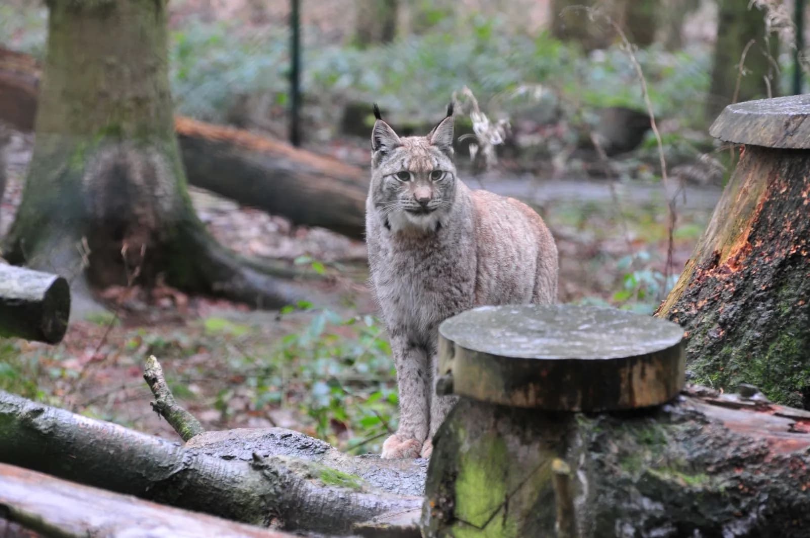 WildtierPark Edersee 1