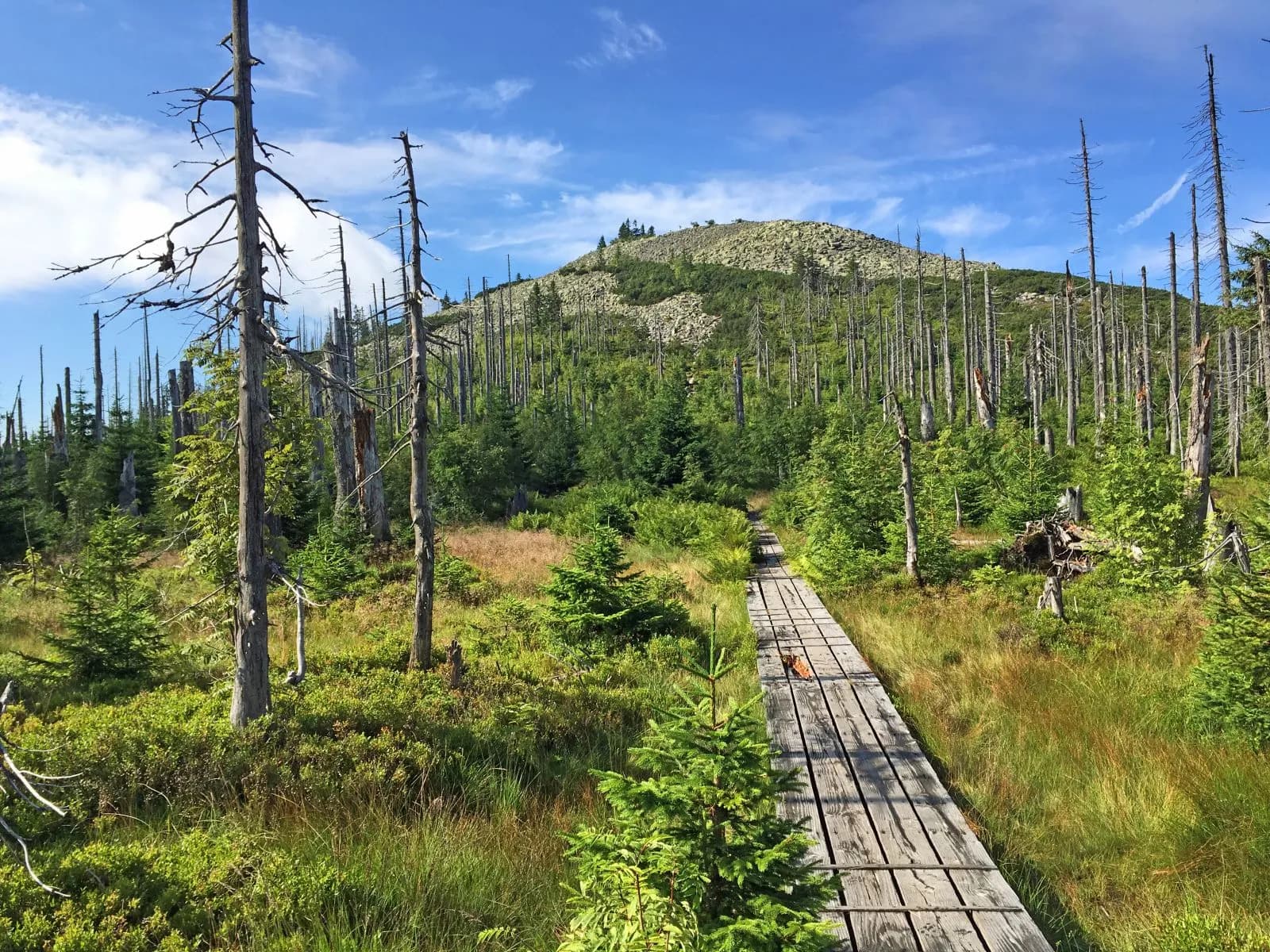 Nationalpark Bayerischer Wald 2