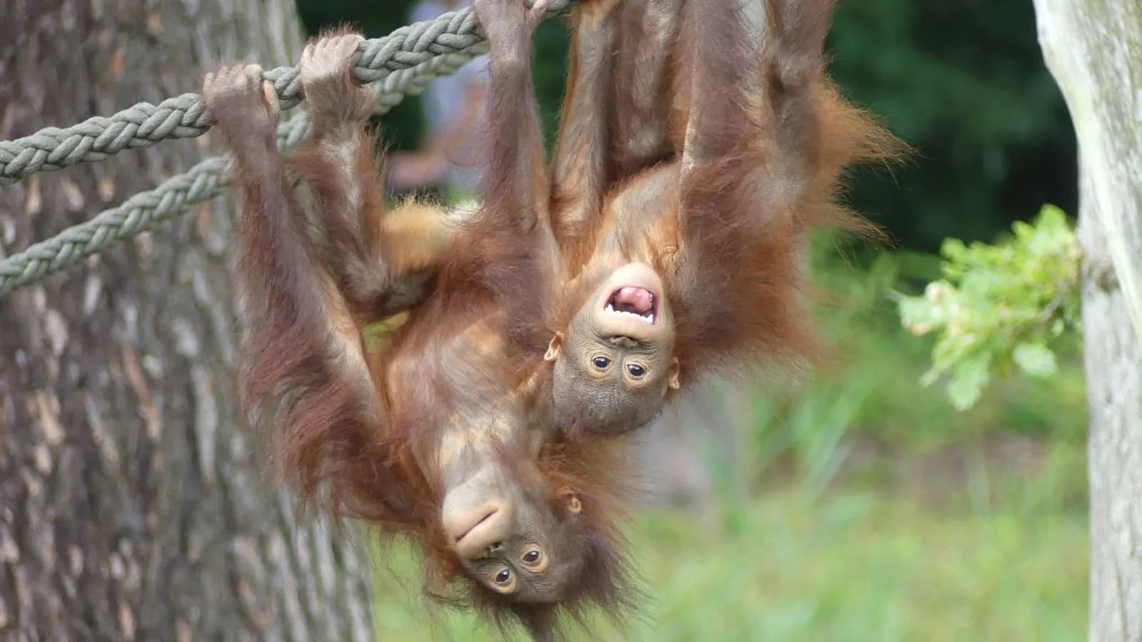 Zoo Rostock 2