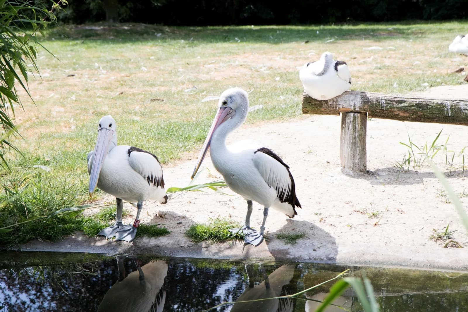 Tier- und Freizeitpark Thüle 3