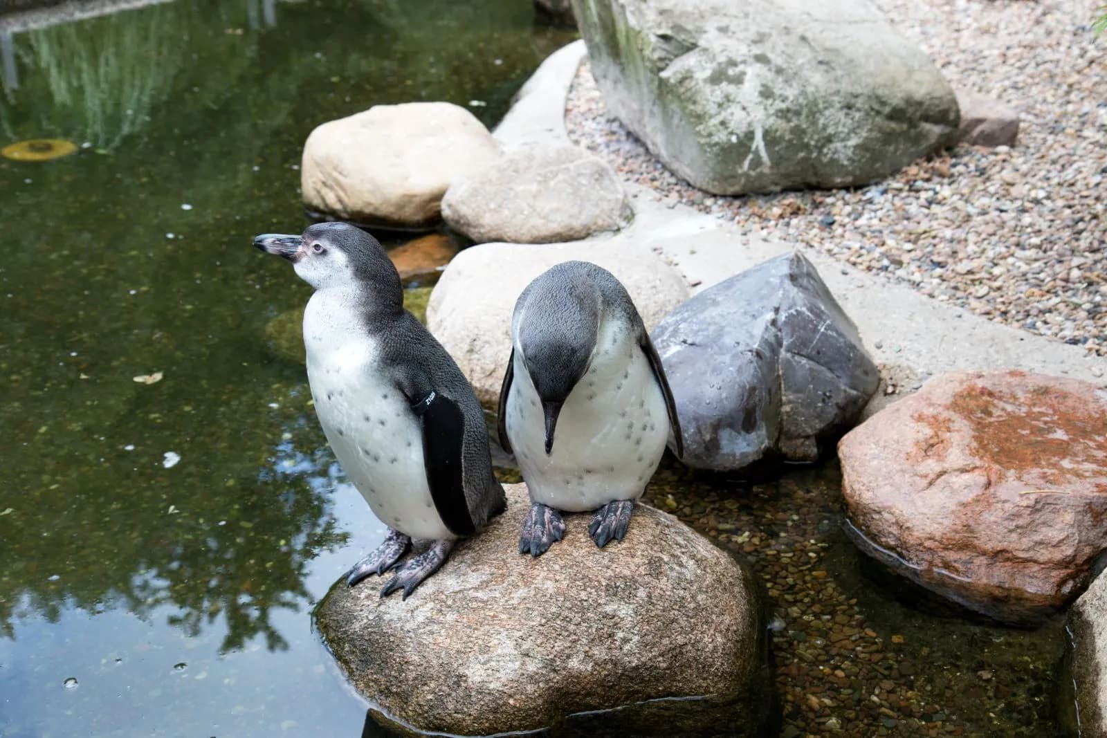 Tier- und Freizeitpark Thüle 4