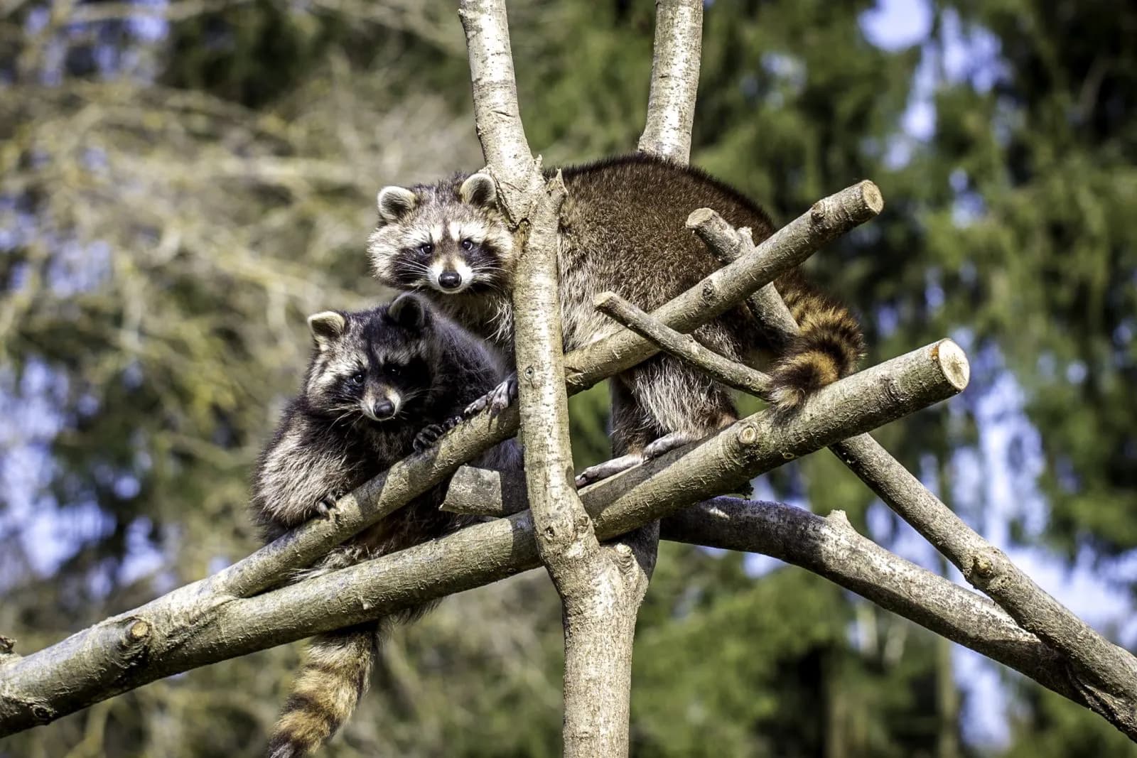 Tierpark Rheinböllen  1