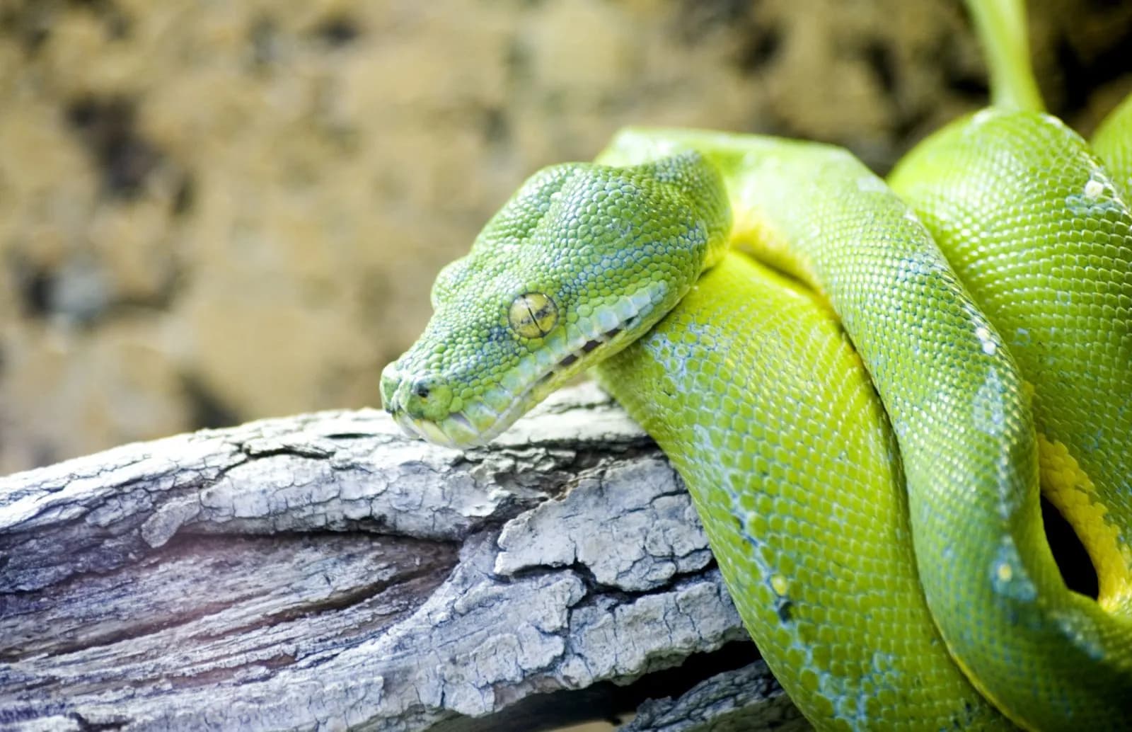 Zoo Vivarium Darmstadt 1