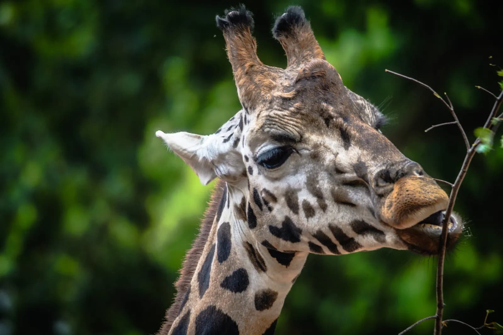 Erlebnis-Zoo Hannover 1