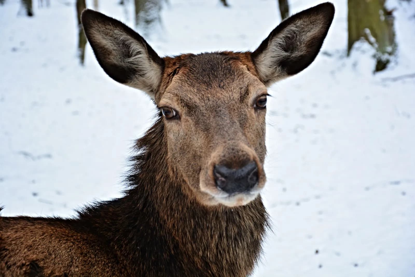 Wildpark an den Eichen 1